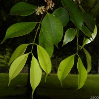Memecylon rostratum Thwaites